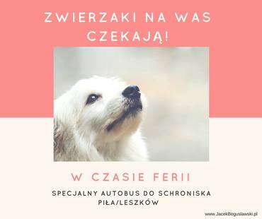 Zwierzaki na was czekają!